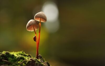 イエスは私のうちに、私はイエスのうちに